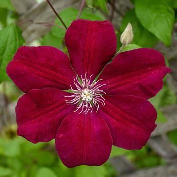 Clematis 'Rouge Cardinal' - Clematis