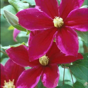 Clematis 'Sunset' - Clematis