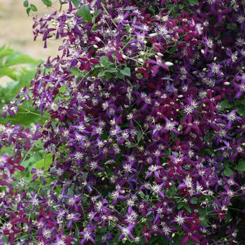 Clematis 'Sweet Summer Love' - Clematis