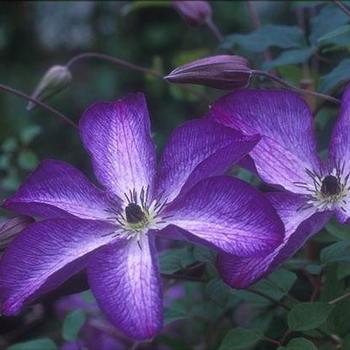 Clematis viticella 'Venosa Violacea' - Clematis