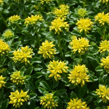 Sedum hybrid 'Little Miss Sunshine' - Stonecrop