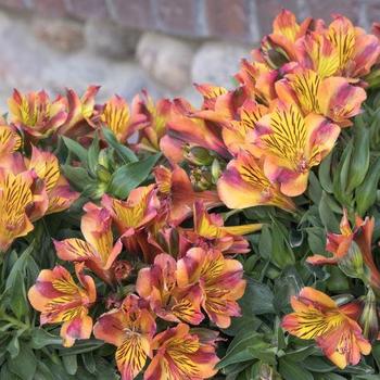 Alstroemeria 'Princess Diana' - Alstroemeria (Peruvian Lily)