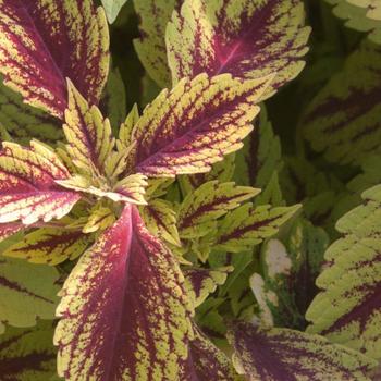 Solenostemon scutellarioides 'Pineapple Splash' - Coleus