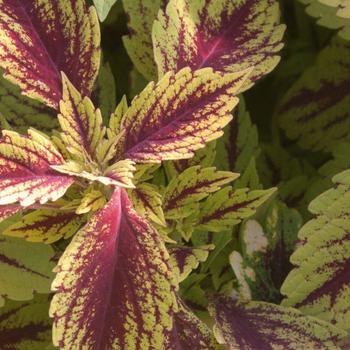 Solenostemon scutellarioides 'Pineapple Splash' - Coleus