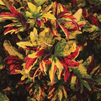 Solenostemon scutellarioides 'Twist and Twirl' - Coleus