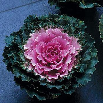 Brassica oleracea 'Songbird Pink' - Flowering Kale