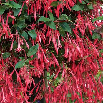 Fuchsia 'Eruptions' - Fuchsia