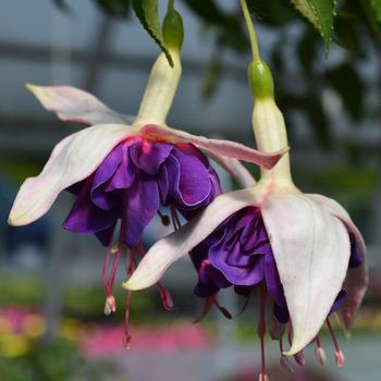 Fuchsia 'Giant Deep Purple' - Fuchsia