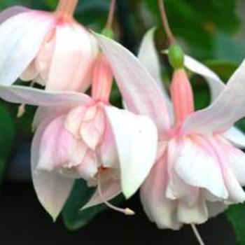 Fuchsia 'Pink Marshmallow' - Fuchsia