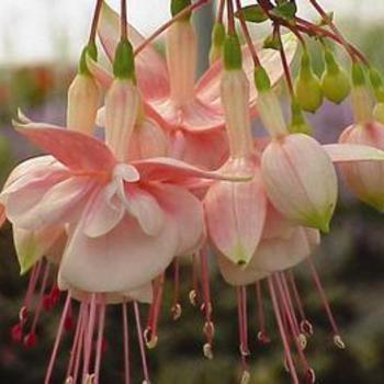 Fuchsia 'Southgate' - Fuchsia