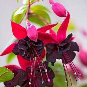 Fuchsia 'Blacky' - Fuchsia