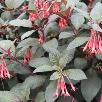 Fuchsia 'Gartenmeister' - Fuchsia