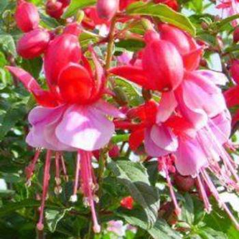 Fuchsia 'Sunbeam Samba' - Fuchsia