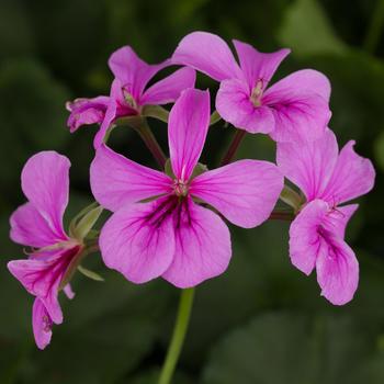 Pelargonium peltatum 'Blizzard Blue' - Geranium, Ivy