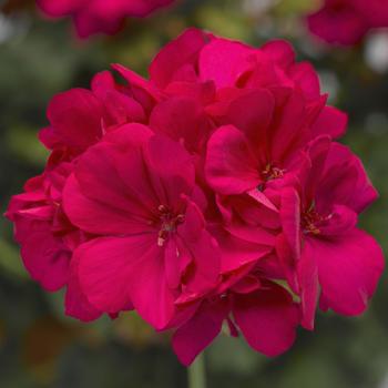 Pelargonium interspecific 'Calliope® Medium Hot Pink' - Geranium, Ivy