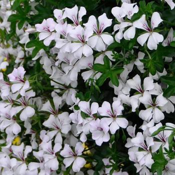 Pelargonium peltatum 'Glacier White' - Geranium, Ivy