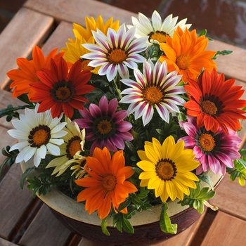 Gazania rigens New Day® Mix - Gazania
