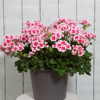 Geranium, Zonal - Sunrise&trade; White with Zest