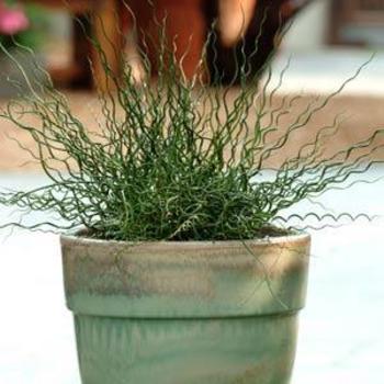 Juncus effusus 'Big Twister' - Corkscrew Rush