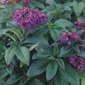 Heliotropium arborescens 'Atlantis' - Heliotrope