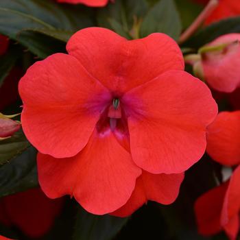 Impatiens hawkeri 'Bounce™ Bright Coral' - Impatiens