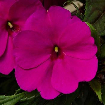 Impatiens hawkeri 'SunPatiens® Compact Purple' - Impatiens