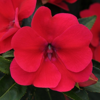 Impatiens hawkeri Bounce™ Cherry - Impatiens