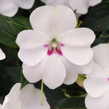 Impatiens 'Bounce White' - Impatiens