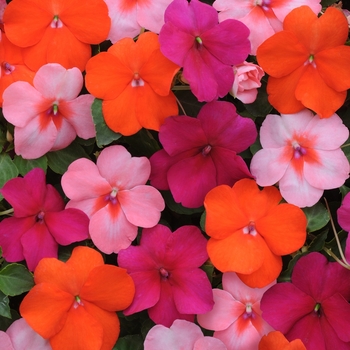 Impatiens walleriana 'Dazzler™ Passionfruit Mix' - Impatiens 