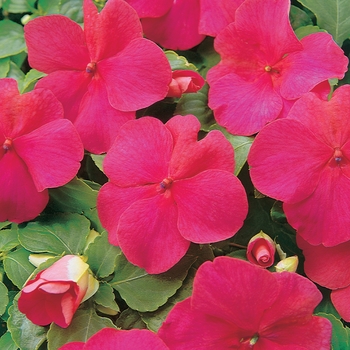 Impatiens walleriana 'Super Elfin Lipstick' - Impatiens