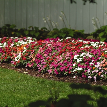 Impatiens walleriana 'Super Elfin® Mix' - Impatiens
