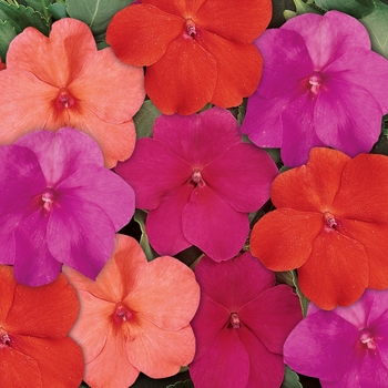 Impatiens walleriana 'Dazzler Voodoo Too Mix' - Impatiens