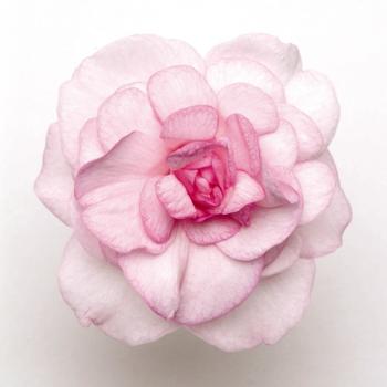 Impatiens walleriana 'Fiesta™ Appleblossom' - Impatiens, Double