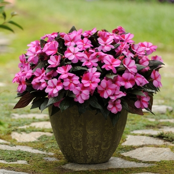 Impatiens hawkeri 'Celebration Purple Star' - Impatiens, New Guinea