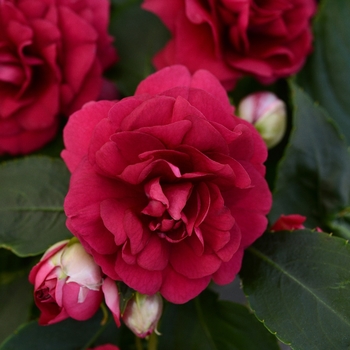 Impatiens walleriana Fiesta Bonita™ Burgundy - Impatiens, Double 