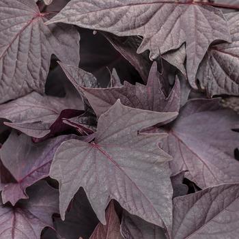 Ipomoea batatas 'Sweet Caroline Bewitched After Midnight™' - Sweet Potato Vine