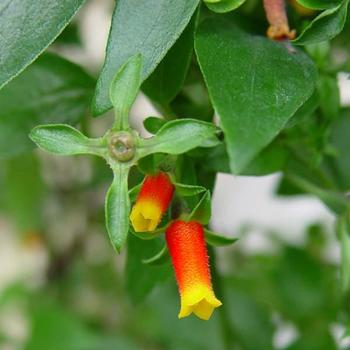 Manettia luteorubra - Manettia (Candy Corn Vine)