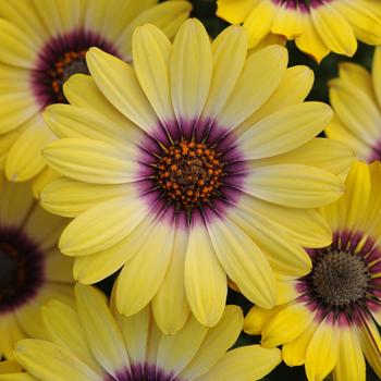 Osteospermum ecklonis 'Blue Eyed Beauty' - Osteospermum