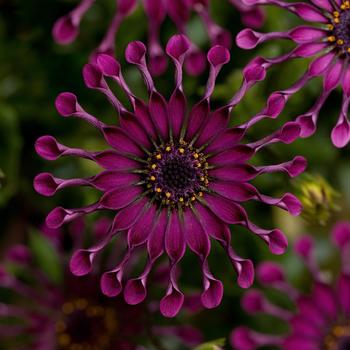 Osteospermum ecklonis 'FlowerPower™ Spider Purple ' - Osteospermum