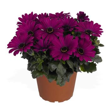 Osteospermum ecklonis 'Margarita Kardinal' - Osteospermum