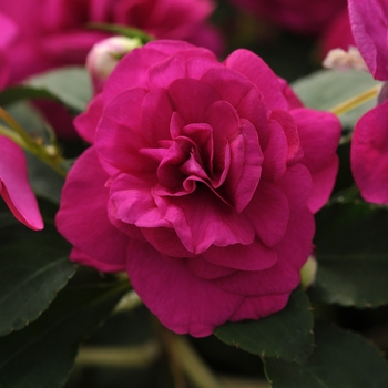 Impatiens walleriana Fiesta™ Purple - Impatiens, Double 