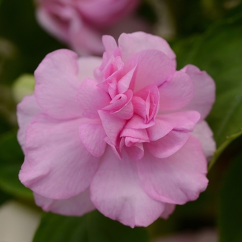 Impatiens walleriana Fiesta™ Lavender Orchid - Impatiens, Double