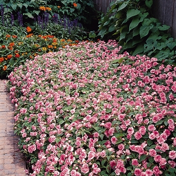 Impatiens walleriana Fiesta™ Pink Ruffle - Impatiens, Double 