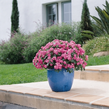 Impatiens walleriana 'Fiesta™ Stardust Pink' - Impatiens, Double