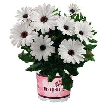 Osteospermum ecklonis 'Margarita White' - Osteospermum