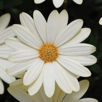 Osteospermum 'Voltage™ White' - Osteospermum