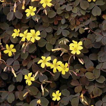 Oxalis vulcanicola 'Zinfandel™' - Oxalis