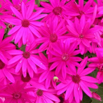 Pericallis 'Senetti® Magenta' - Pericallis (Cineraria)