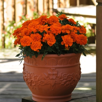 Tagetes patula 'Bonanza Deep Orange' - Marigold