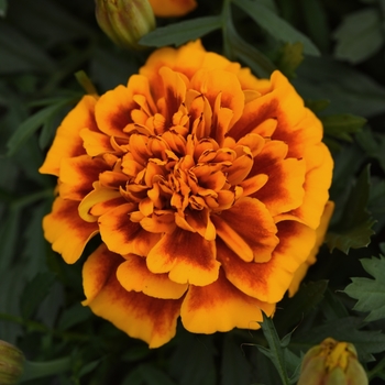 Tagetes patula 'Bonanza Flame' - Marigold